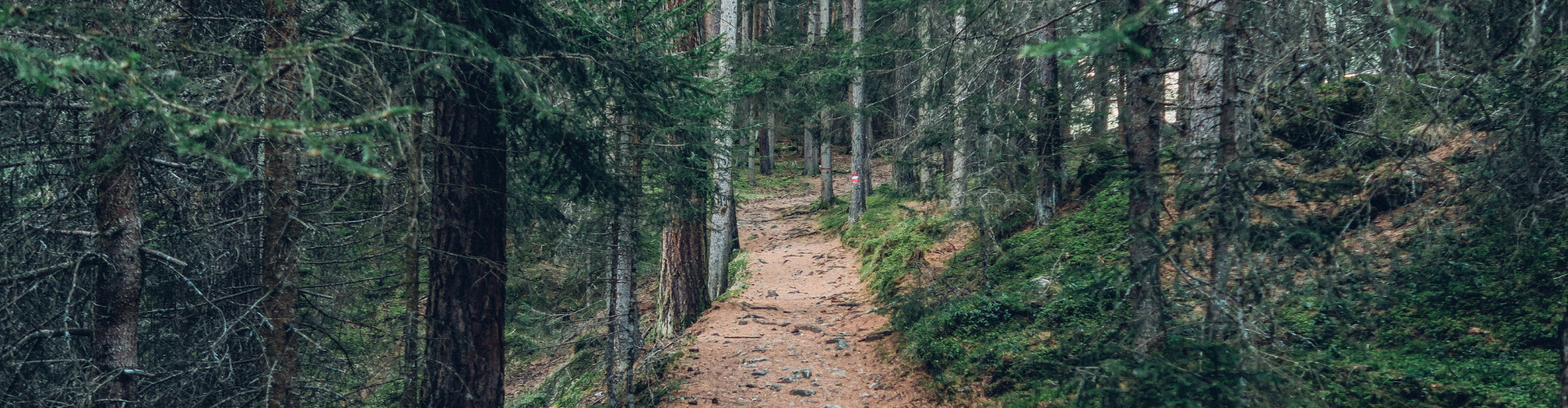 Symbolic image of journey, path, growth and strategy to represent the Mission IQ nonprofit assessment tool.